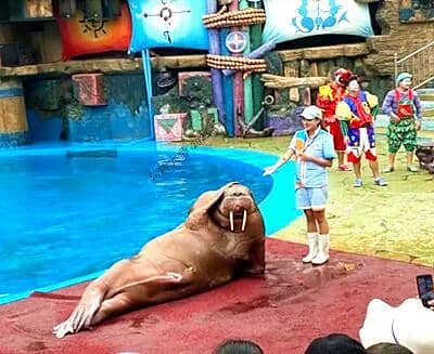 �����Ӵ�������˳��Ǳͧ����ݡ��Ǻ��㳡������������ɭ�ֶ���԰���ϻ�̲����԰˫��5����